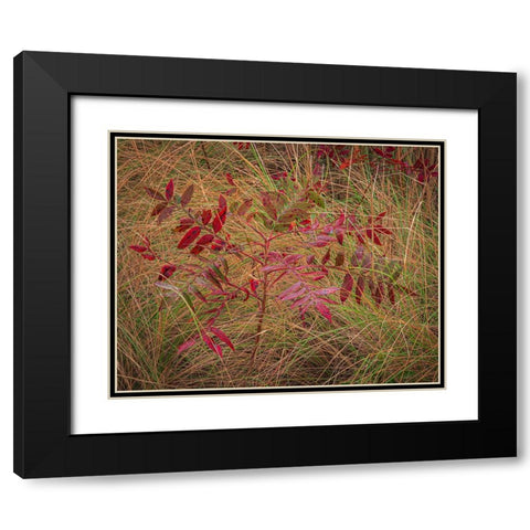 USA-New Jersey-Cape May National Seashore Autumn colors on marsh sapling Black Modern Wood Framed Art Print with Double Matting by Jaynes Gallery
