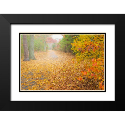 USA-New Jersey-Cape May Leaf-covered road through autumn forest Black Modern Wood Framed Art Print with Double Matting by Jaynes Gallery