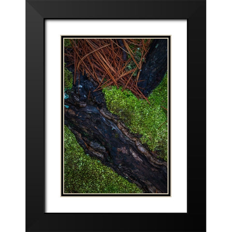 USA-New Jersey-Pine Barrens National Preserve Close-up of log and pine needles Black Modern Wood Framed Art Print with Double Matting by Jaynes Gallery