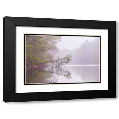 USA-New Jersey-Pine Barrens National Preserve Foggy forest landscape reflects in lake Black Modern Wood Framed Art Print with Double Matting by Jaynes Gallery
