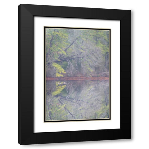 USA-New Jersey-Pine Barrens National Preserve Foggy forest landscape reflects in lake Black Modern Wood Framed Art Print with Double Matting by Jaynes Gallery