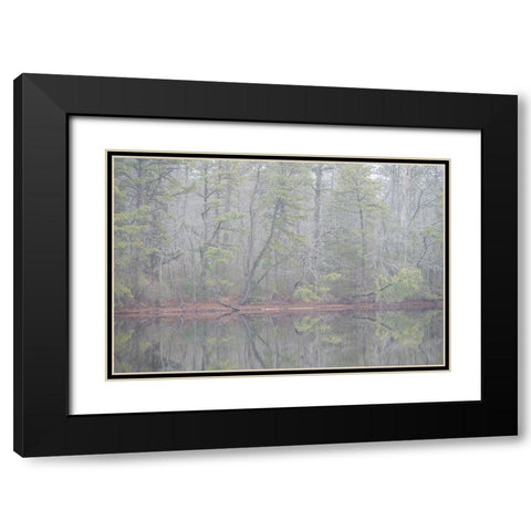 USA-New Jersey-Pine Barrens National Preserve Foggy forest landscape reflects in lake Black Modern Wood Framed Art Print with Double Matting by Jaynes Gallery