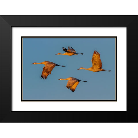 Sandhill crane flying Bosque del Apache National Wildlife Refuge-New Mexico Black Modern Wood Framed Art Print with Double Matting by Jones, Adam