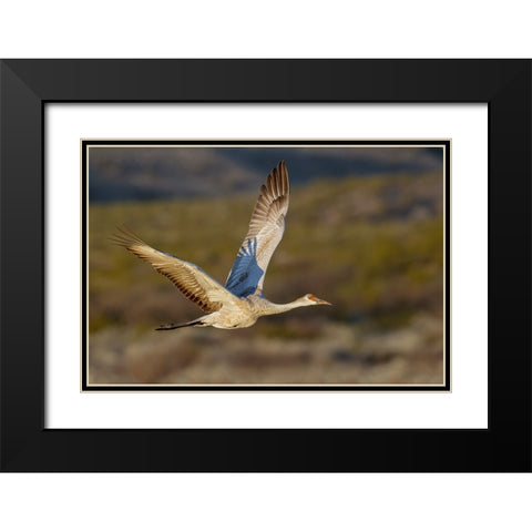 Sandhill crane flying Bosque del Apache National Wildlife Refuge-New Mexico Black Modern Wood Framed Art Print with Double Matting by Jones, Adam