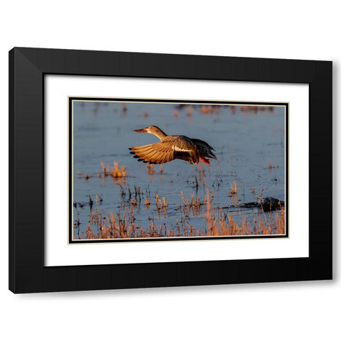 Female Northern shoveler flying Bosque del Apache National Wildlife Refuge-New Mexico Black Modern Wood Framed Art Print with Double Matting by Jones, Adam
