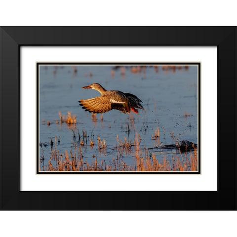 Female Northern shoveler flying Bosque del Apache National Wildlife Refuge-New Mexico Black Modern Wood Framed Art Print with Double Matting by Jones, Adam
