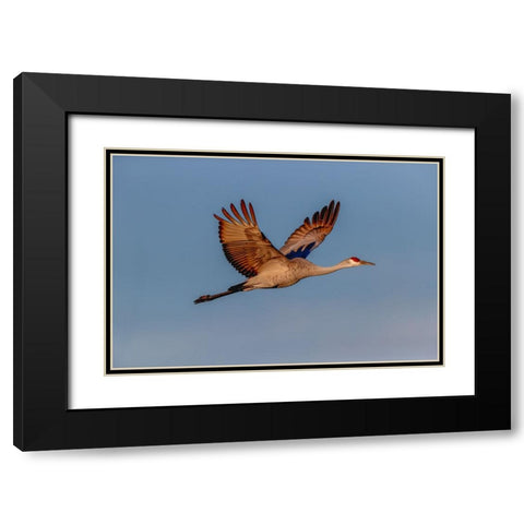 Sandhill crane flying Bosque del Apache National Wildlife Refuge-New Mexico Black Modern Wood Framed Art Print with Double Matting by Jones, Adam