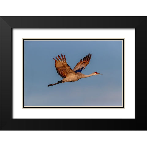 Sandhill crane flying Bosque del Apache National Wildlife Refuge-New Mexico Black Modern Wood Framed Art Print with Double Matting by Jones, Adam