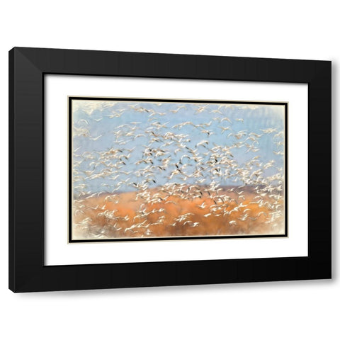 Painting effect on snow geese flying Bosque del Apache National Wildlife Refuge-New Mexico Black Modern Wood Framed Art Print with Double Matting by Jones, Adam