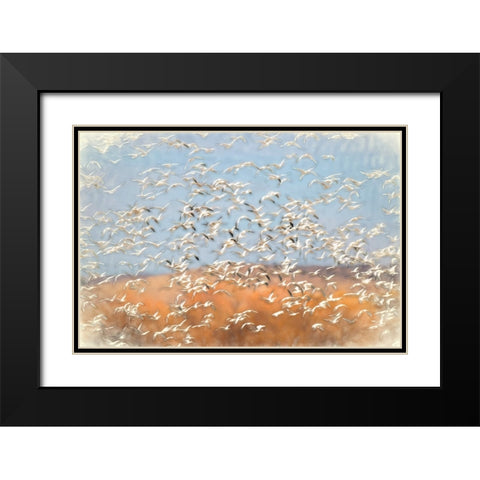 Painting effect on snow geese flying Bosque del Apache National Wildlife Refuge-New Mexico Black Modern Wood Framed Art Print with Double Matting by Jones, Adam
