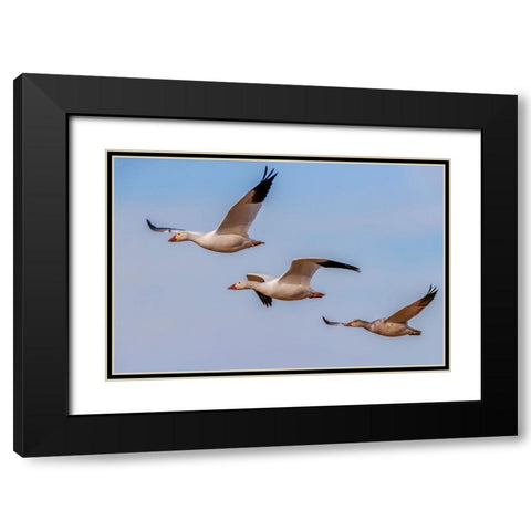 Snow geese flying Bosque del Apache National Wildlife Refuge-New Mexico Black Modern Wood Framed Art Print with Double Matting by Jones, Adam