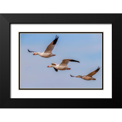 Snow geese flying Bosque del Apache National Wildlife Refuge-New Mexico Black Modern Wood Framed Art Print with Double Matting by Jones, Adam