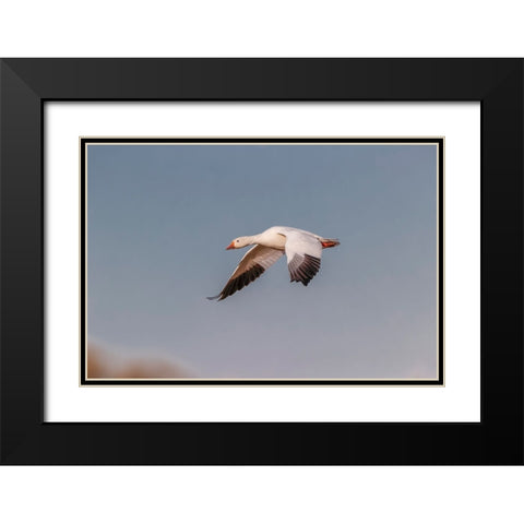 Snow geese flying Bosque del Apache National Wildlife Refuge-New Mexico Black Modern Wood Framed Art Print with Double Matting by Jones, Adam
