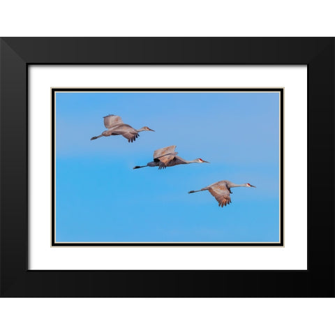 Sandhill cranes flying Bosque del Apache National Wildlife Refuge-New Mexico Black Modern Wood Framed Art Print with Double Matting by Jones, Adam