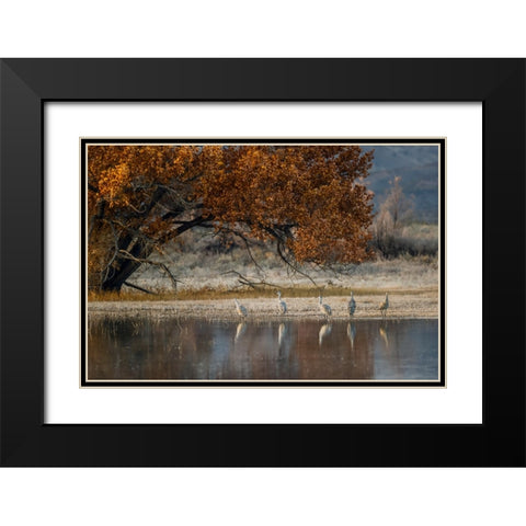 Sandhill cranes and reflection Bosque del Apache National Wildlife Refuge-New Mexico Black Modern Wood Framed Art Print with Double Matting by Jones, Adam