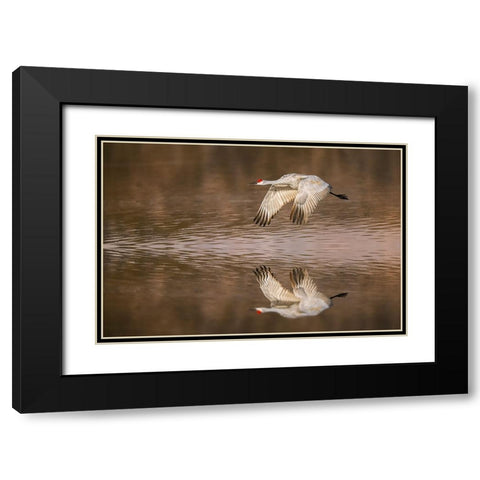 Sandhill crane flying Bosque del Apache National Wildlife Refuge-New Mexico Black Modern Wood Framed Art Print with Double Matting by Jones, Adam