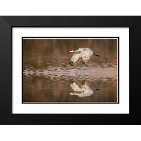 Sandhill crane flying Bosque del Apache National Wildlife Refuge-New Mexico Black Modern Wood Framed Art Print with Double Matting by Jones, Adam
