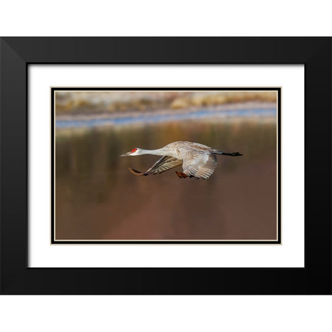Sandhill crane flying Bosque del Apache National Wildlife Refuge-New Mexico Black Modern Wood Framed Art Print with Double Matting by Jones, Adam