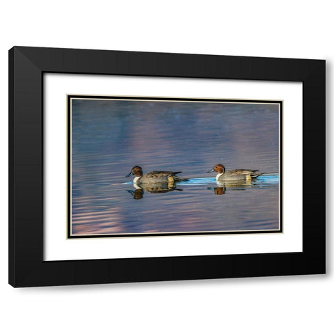 Male and female Northern pintail ducks Bosque del Apache National Wildlife Refuge-New Mexico Black Modern Wood Framed Art Print with Double Matting by Jones, Adam