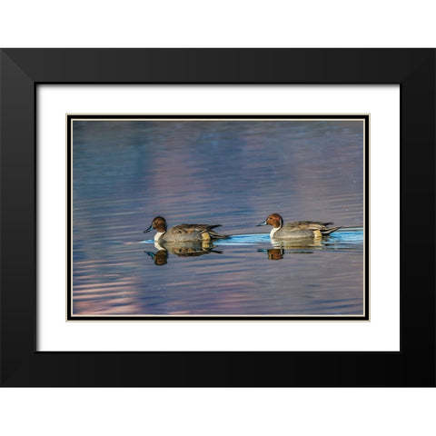 Male and female Northern pintail ducks Bosque del Apache National Wildlife Refuge-New Mexico Black Modern Wood Framed Art Print with Double Matting by Jones, Adam