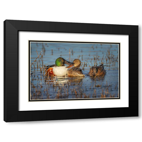 Male with two female Northern shovelers-Bosque del Apache National Wildlife Refuge-New Mexico Black Modern Wood Framed Art Print with Double Matting by Jones, Adam