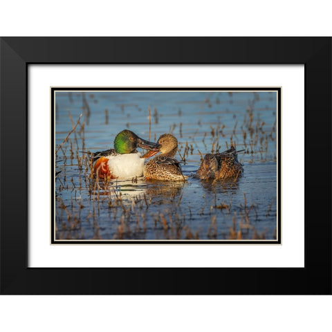 Male with two female Northern shovelers-Bosque del Apache National Wildlife Refuge-New Mexico Black Modern Wood Framed Art Print with Double Matting by Jones, Adam