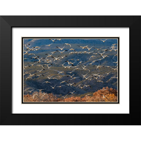 Snow geese flying Bosque del Apache National Wildlife Refuge-New Mexico Black Modern Wood Framed Art Print with Double Matting by Jones, Adam