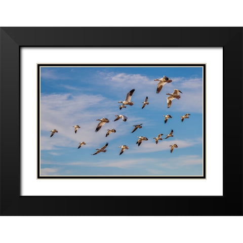 Snow geese flying Bosque del Apache National Wildlife Refuge-New Mexico Black Modern Wood Framed Art Print with Double Matting by Jones, Adam