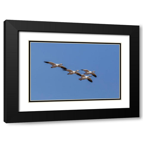 Snow geese flying Bosque del Apache National Wildlife Refuge-New Mexico Black Modern Wood Framed Art Print with Double Matting by Jones, Adam