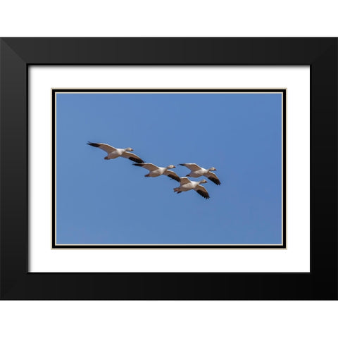 Snow geese flying Bosque del Apache National Wildlife Refuge-New Mexico Black Modern Wood Framed Art Print with Double Matting by Jones, Adam