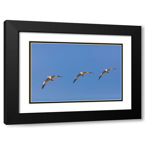 Snow geese flying Bosque del Apache National Wildlife Refuge-New Mexico Black Modern Wood Framed Art Print with Double Matting by Jones, Adam