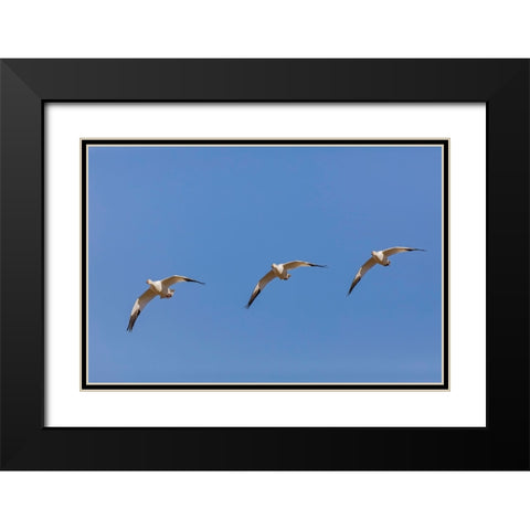 Snow geese flying Bosque del Apache National Wildlife Refuge-New Mexico Black Modern Wood Framed Art Print with Double Matting by Jones, Adam