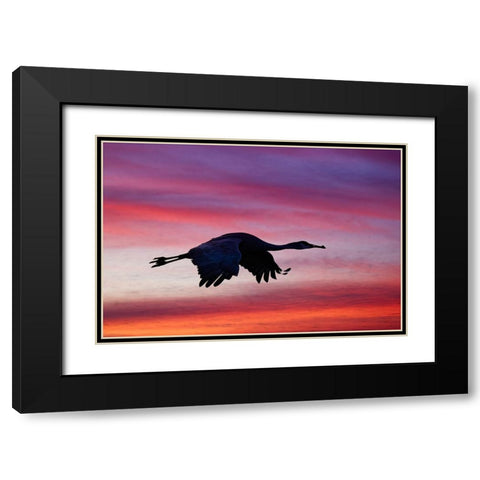 Sandhill crane silhouetted flying at sunset Bosque del Apache National Wildlife Refuge-New Mexico Black Modern Wood Framed Art Print with Double Matting by Jones, Adam