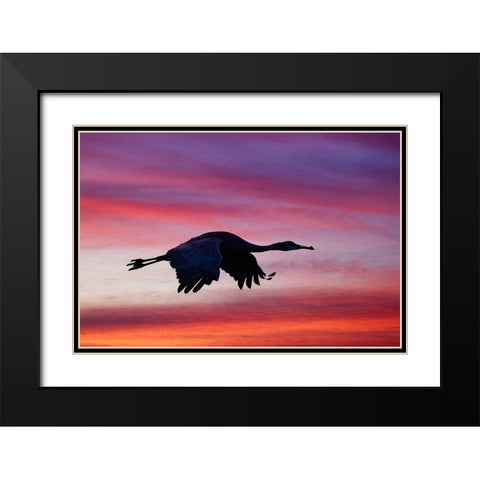 Sandhill crane silhouetted flying at sunset Bosque del Apache National Wildlife Refuge-New Mexico Black Modern Wood Framed Art Print with Double Matting by Jones, Adam