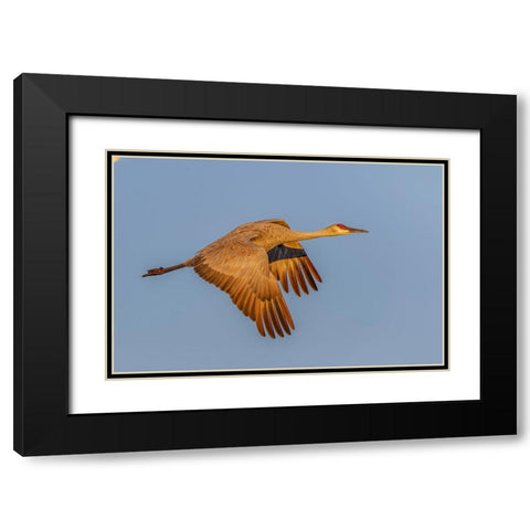 Sandhill crane flying at sunrise Bosque del Apache National Wildlife Refuge-New Mexico Black Modern Wood Framed Art Print with Double Matting by Jones, Adam