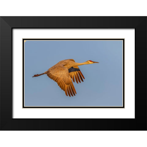 Sandhill crane flying at sunrise Bosque del Apache National Wildlife Refuge-New Mexico Black Modern Wood Framed Art Print with Double Matting by Jones, Adam