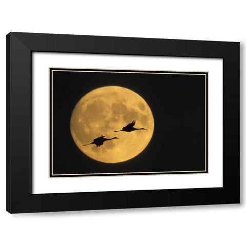 New Mexico, Sandhill cranes flying by moon Black Modern Wood Framed Art Print with Double Matting by Anon, Ellen