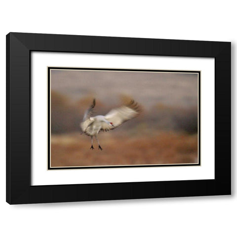 New Mexico Abstract of sandhill crane landing Black Modern Wood Framed Art Print with Double Matting by Morris, Arthur