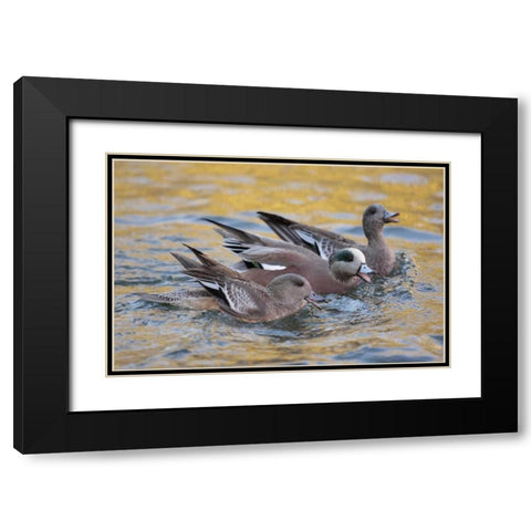 New Mexico American wigeons courting Black Modern Wood Framed Art Print with Double Matting by Morris, Arthur
