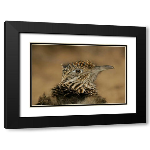 New Mexico, Bosque Del Apache Great roadrunner Black Modern Wood Framed Art Print with Double Matting by Morris, Arthur