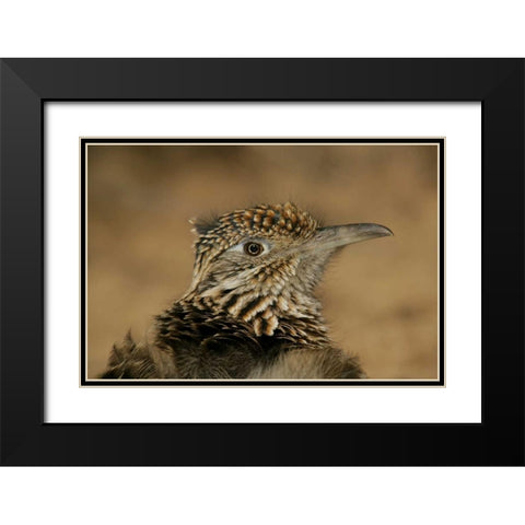 New Mexico, Bosque Del Apache Great roadrunner Black Modern Wood Framed Art Print with Double Matting by Morris, Arthur