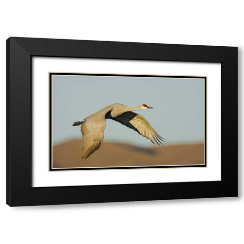 New Mexico Sandhill crane in flight Black Modern Wood Framed Art Print with Double Matting by Morris, Arthur