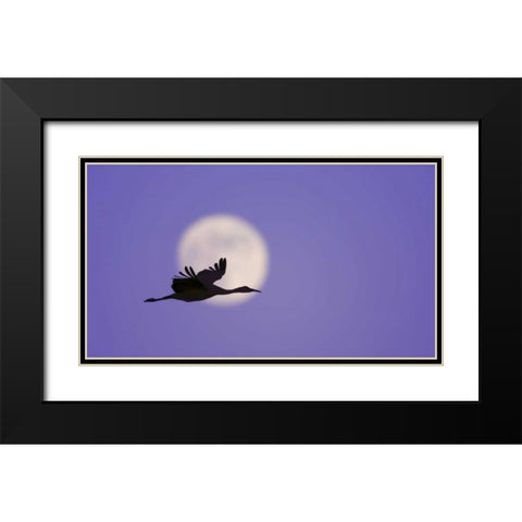 New Mexico Sandhill crane flying by the moon Black Modern Wood Framed Art Print with Double Matting by Morris, Arthur