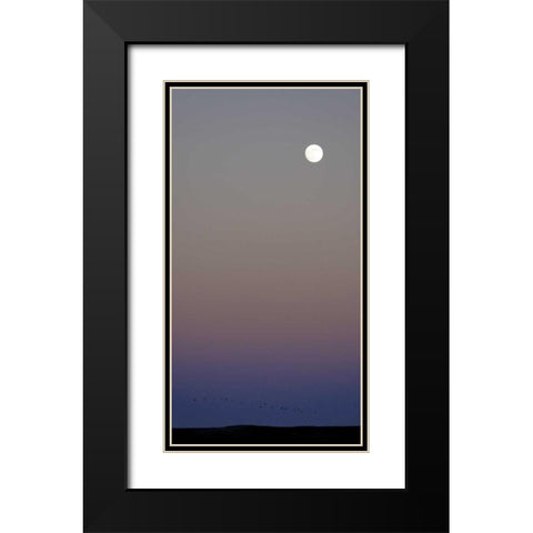 New Mexico Sandhill cranes flying under the moon Black Modern Wood Framed Art Print with Double Matting by Morris, Arthur