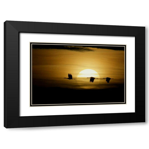 New Mexico Silhouettes of sandhill cranes flying Black Modern Wood Framed Art Print with Double Matting by Morris, Arthur