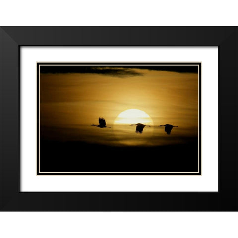 New Mexico Silhouettes of sandhill cranes flying Black Modern Wood Framed Art Print with Double Matting by Morris, Arthur