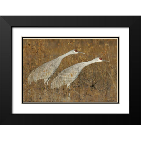 New Mexico Two sandhill cranes in marsh Black Modern Wood Framed Art Print with Double Matting by Morris, Arthur