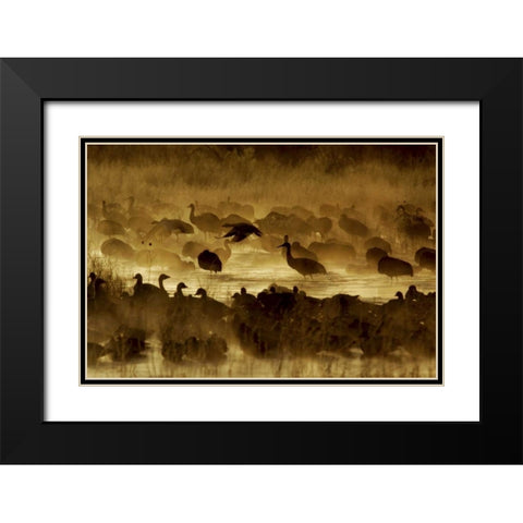 New Mexico Flock of birds in pond and ground fog Black Modern Wood Framed Art Print with Double Matting by Morris, Arthur