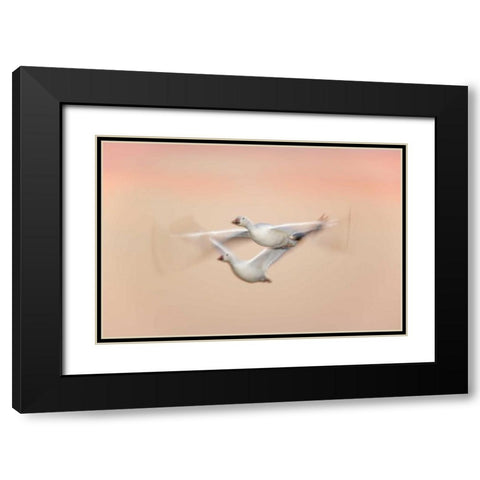 New Mexico Snow geese in flight at dusk Black Modern Wood Framed Art Print with Double Matting by Morris, Arthur