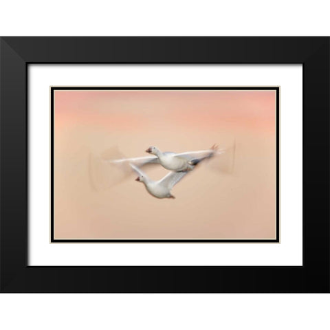 New Mexico Snow geese in flight at dusk Black Modern Wood Framed Art Print with Double Matting by Morris, Arthur